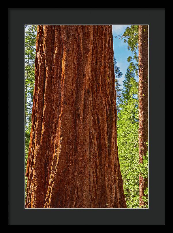 Giant Sequoia Tree Trunk - Framed Print