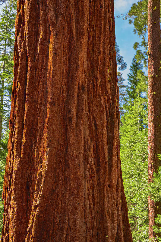 Giant Sequoia Tree Trunk - Art Print