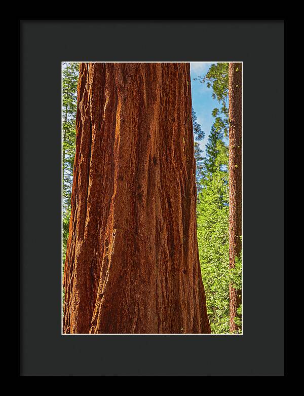 Giant Sequoia Tree Trunk - Framed Print