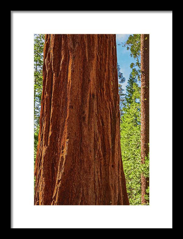Giant Sequoia Tree Trunk - Framed Print