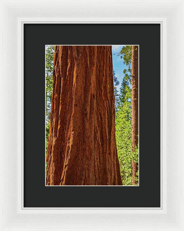 Giant Sequoia Tree Trunk - Framed Print