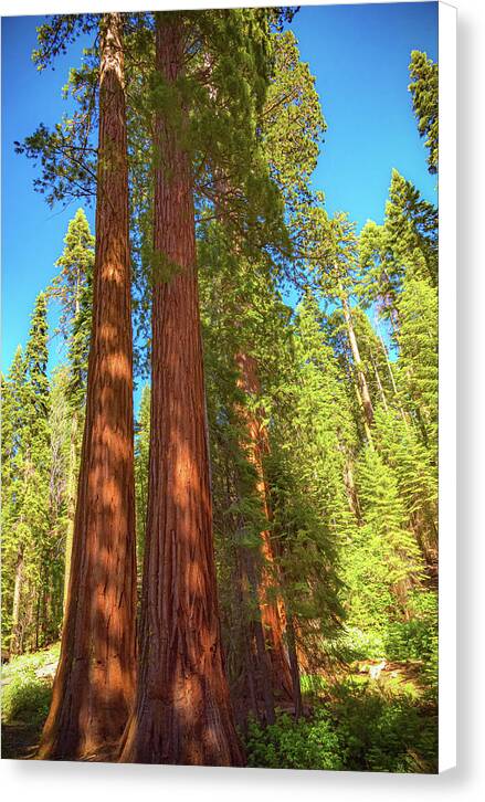 Giant Sequoia Trees in Mariposa Grove - Canvas Print