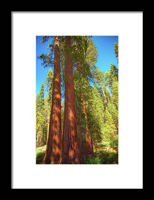Giant Sequoia Trees in Mariposa Grove - Framed Print