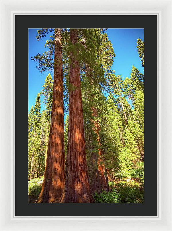 Giant Sequoia Trees in Mariposa Grove - Framed Print