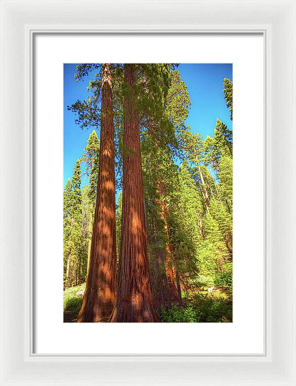 Giant Sequoia Trees in Mariposa Grove - Framed Print