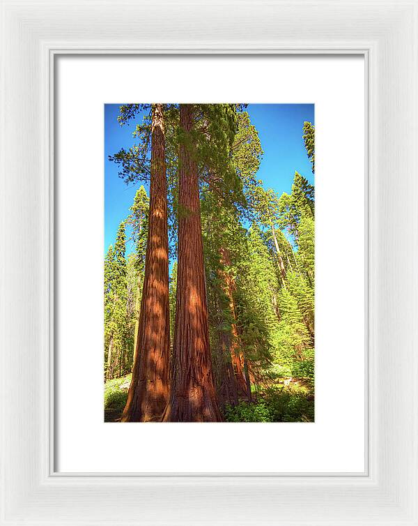 Giant Sequoia Trees in Mariposa Grove - Framed Print
