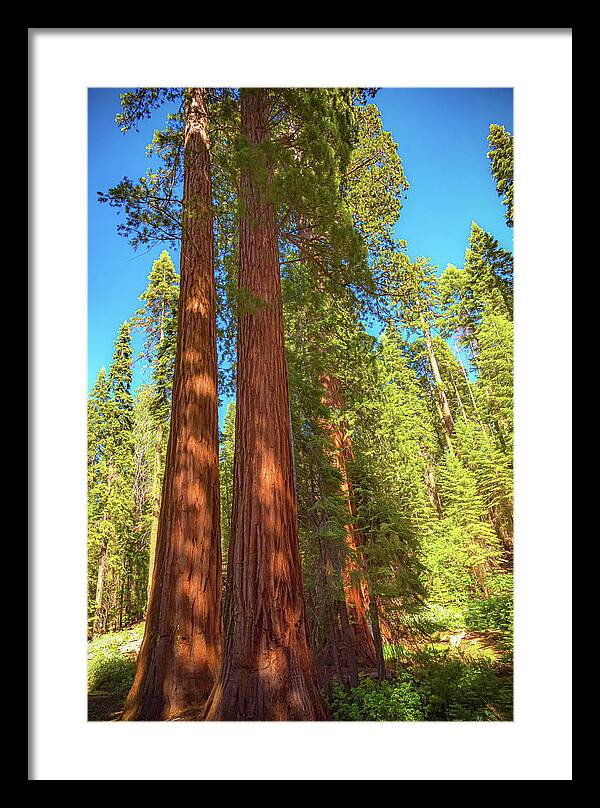 Giant Sequoia Trees in Mariposa Grove - Framed Print