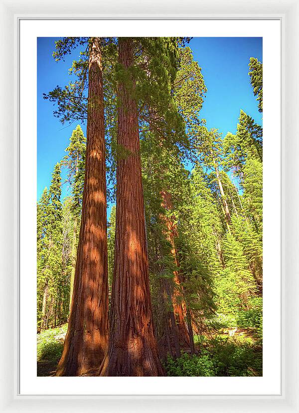 Giant Sequoia Trees in Mariposa Grove - Framed Print