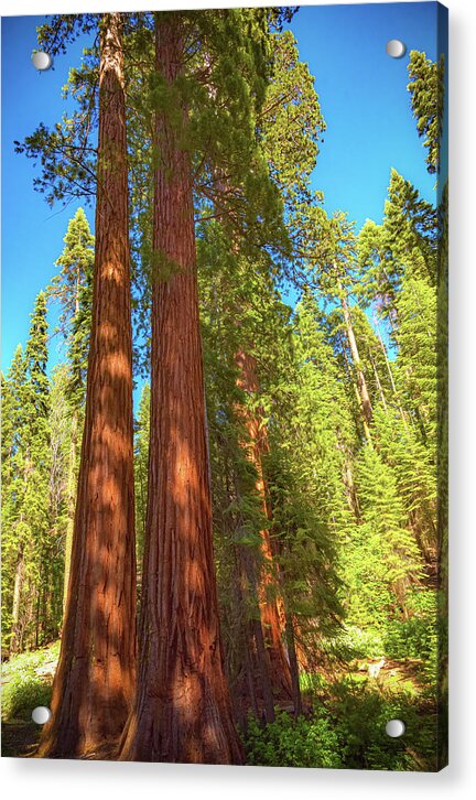 Giant Sequoia Trees in Mariposa Grove - Acrylic Print