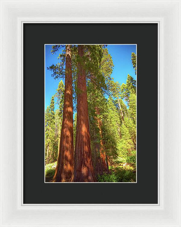Giant Sequoia Trees in Mariposa Grove - Framed Print