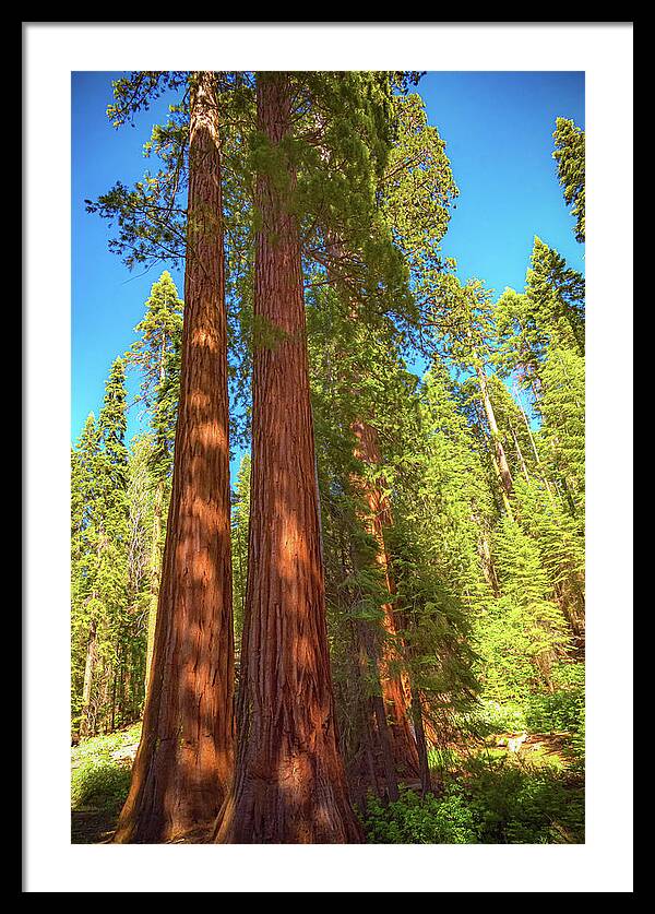Giant Sequoia Trees in Mariposa Grove - Framed Print