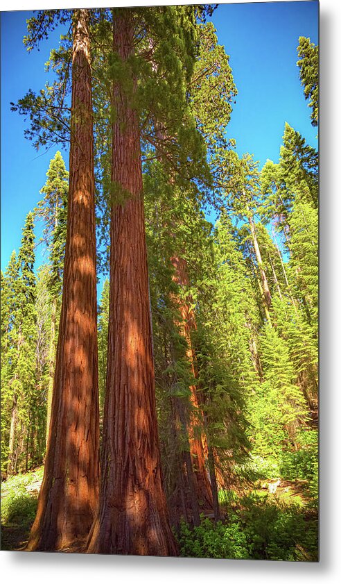 Giant Sequoia Trees in Mariposa Grove - Metal Print