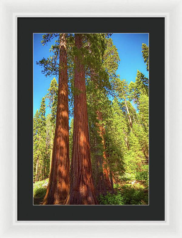 Giant Sequoia Trees in Mariposa Grove - Framed Print