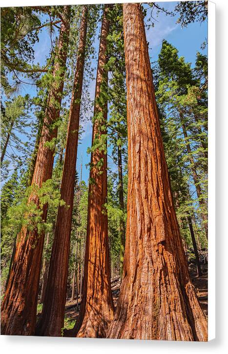 Giant Sequoia Trees - Canvas Print