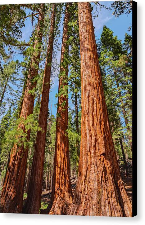 Giant Sequoia Trees - Canvas Print