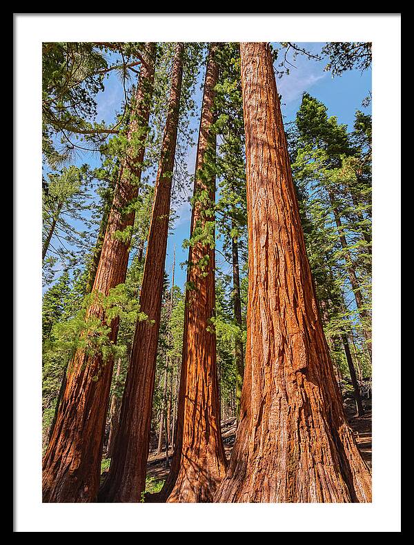 Giant Sequoia Trees - Framed Print