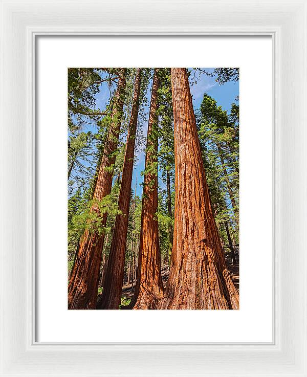 Giant Sequoia Trees - Framed Print
