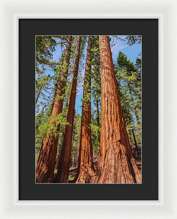 Giant Sequoia Trees - Framed Print