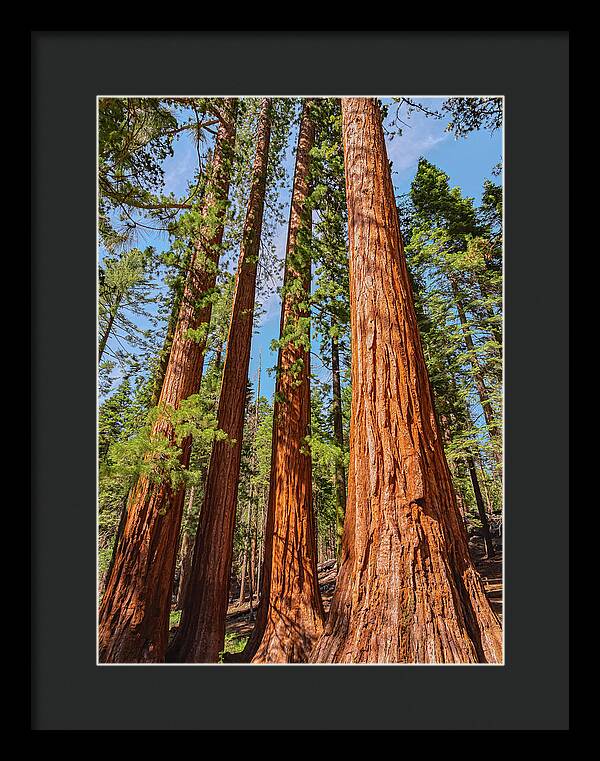 Giant Sequoia Trees - Framed Print