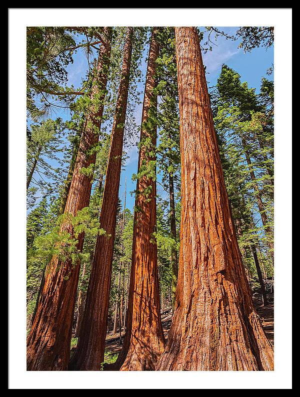 Giant Sequoia Trees - Framed Print