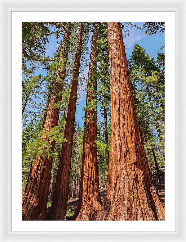 Giant Sequoia Trees - Framed Print