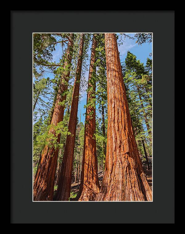 Giant Sequoia Trees - Framed Print