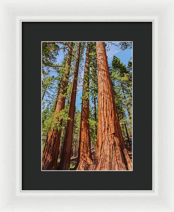Giant Sequoia Trees - Framed Print