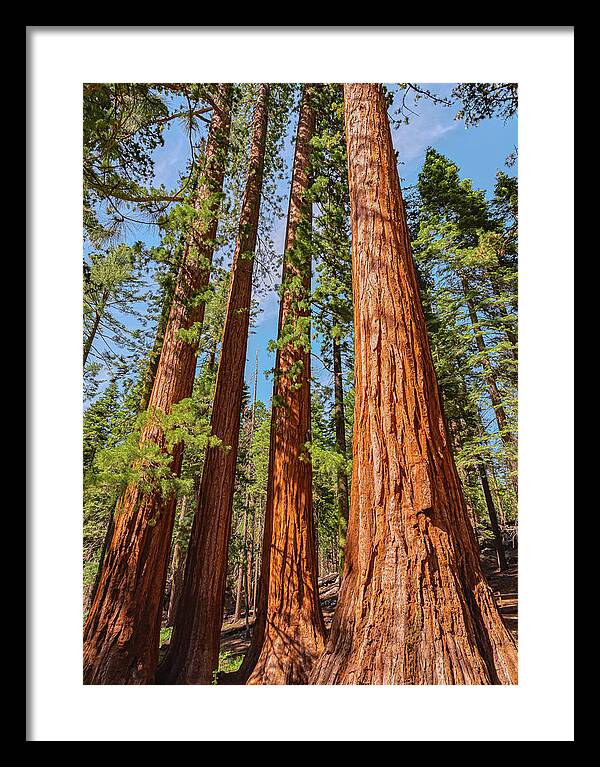 Giant Sequoia Trees - Framed Print