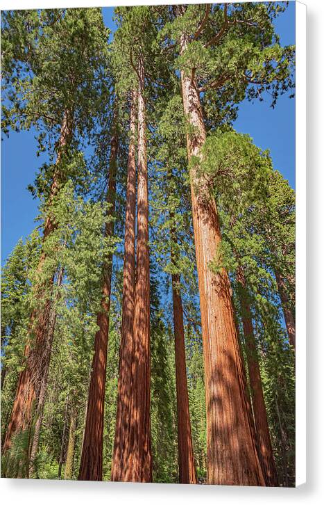 Giant Trees in Mariposa Grove - Canvas Print