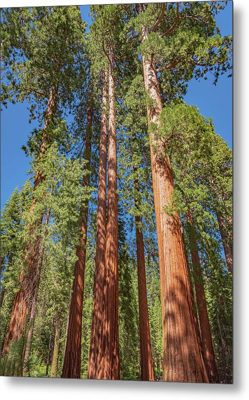 Giant Trees in Mariposa Grove - Metal Print