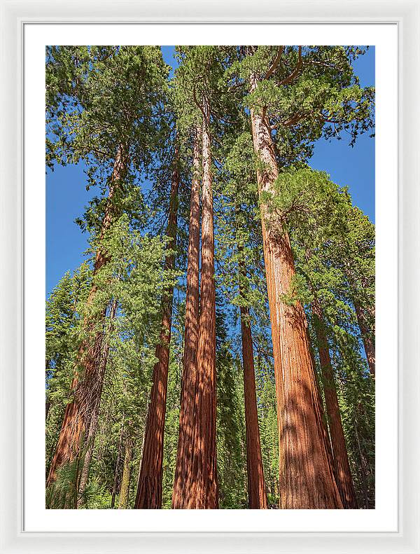 Giant Trees in Mariposa Grove - Framed Print