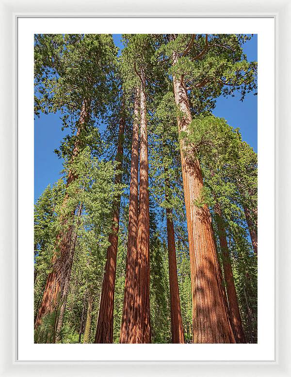 Giant Trees in Mariposa Grove - Framed Print