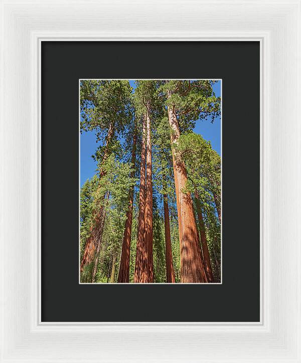 Giant Trees in Mariposa Grove - Framed Print