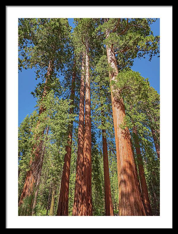 Giant Trees in Mariposa Grove - Framed Print