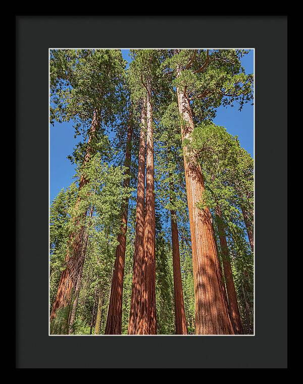 Giant Trees in Mariposa Grove - Framed Print