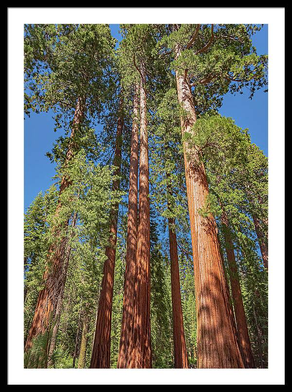 Giant Trees in Mariposa Grove - Framed Print