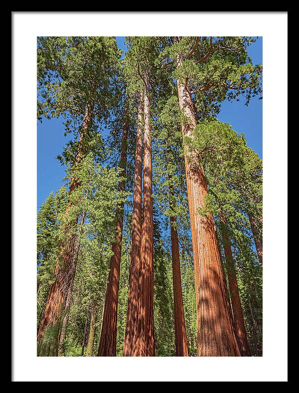Giant Trees in Mariposa Grove - Framed Print