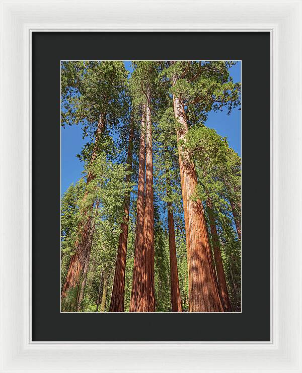 Giant Trees in Mariposa Grove - Framed Print