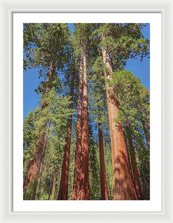 Giant Trees in Mariposa Grove - Framed Print