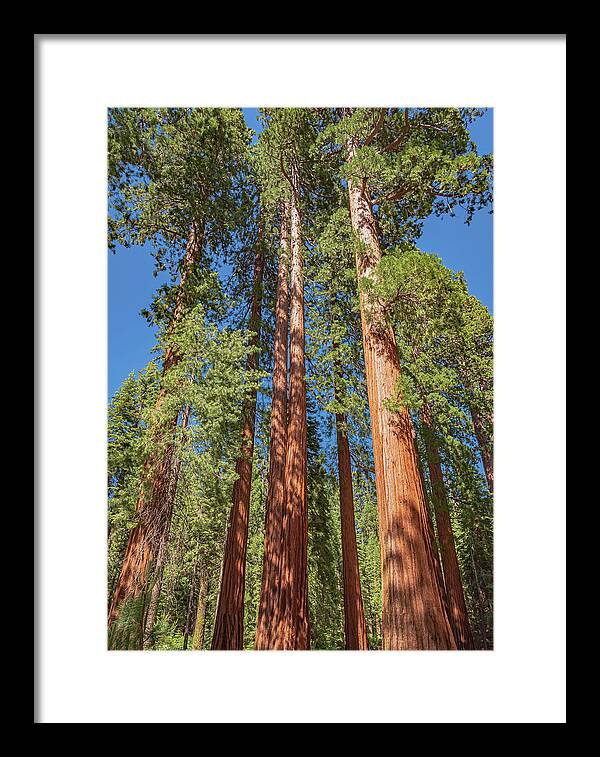 Giant Trees in Mariposa Grove - Framed Print