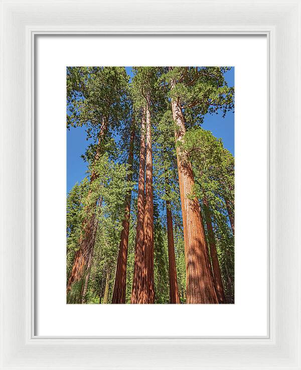 Giant Trees in Mariposa Grove - Framed Print