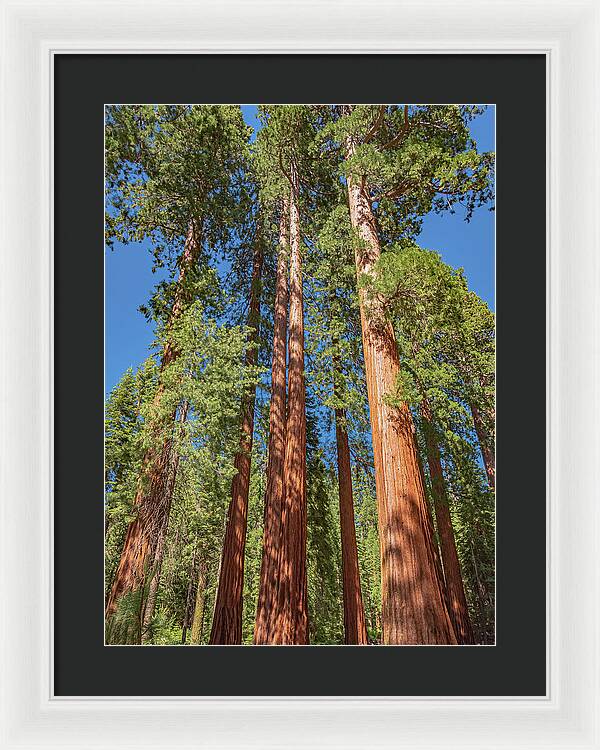 Giant Trees in Mariposa Grove - Framed Print