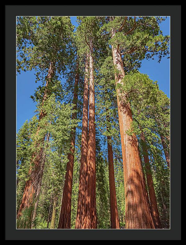 Giant Trees in Mariposa Grove - Framed Print