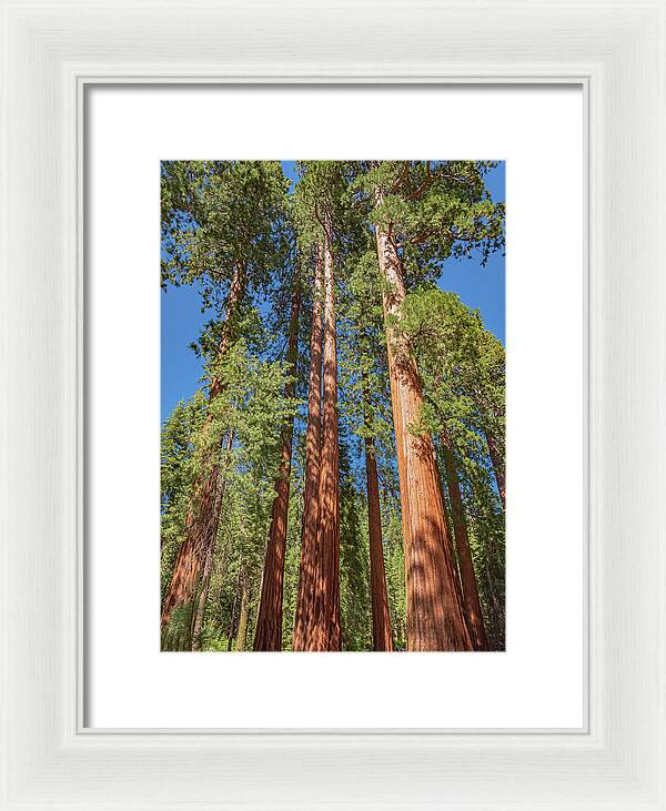 Giant Trees in Mariposa Grove - Framed Print