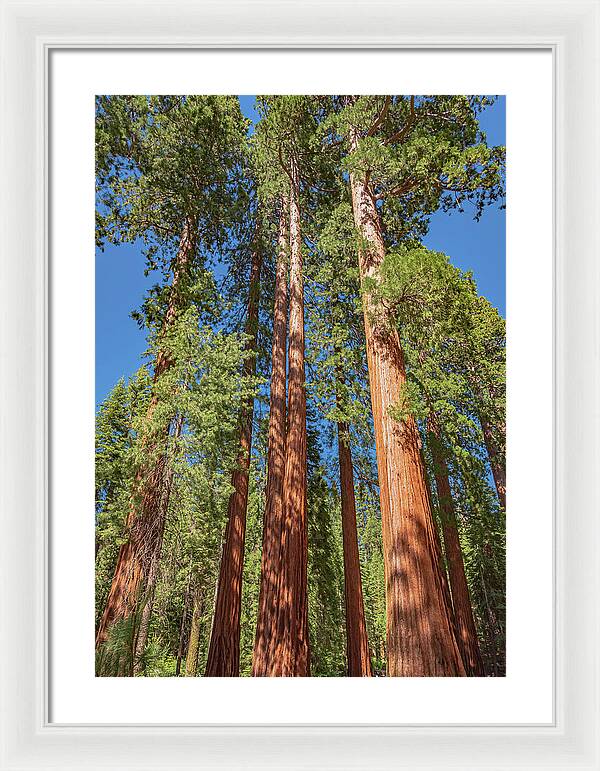 Giant Trees in Mariposa Grove - Framed Print