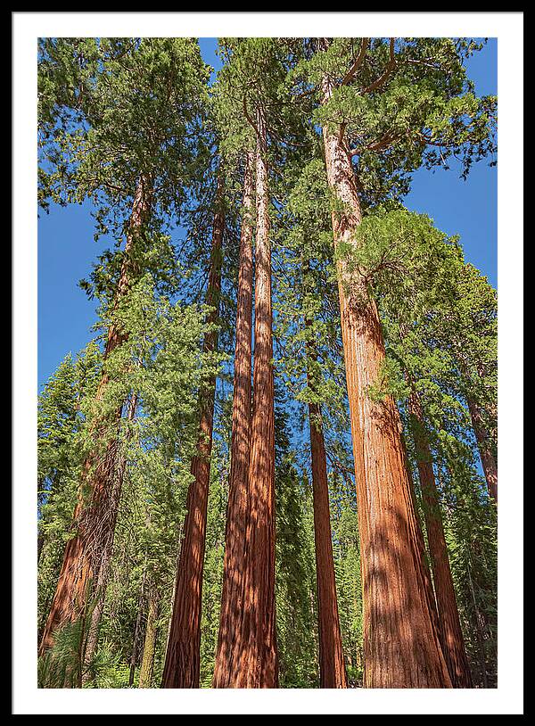 Giant Trees in Mariposa Grove - Framed Print