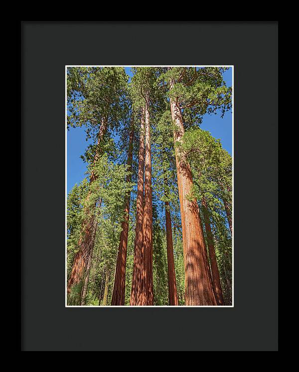 Giant Trees in Mariposa Grove - Framed Print