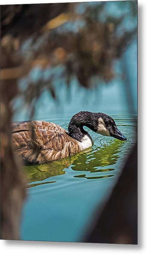 Goose Swimming in Tranquil Lake - Metal Print