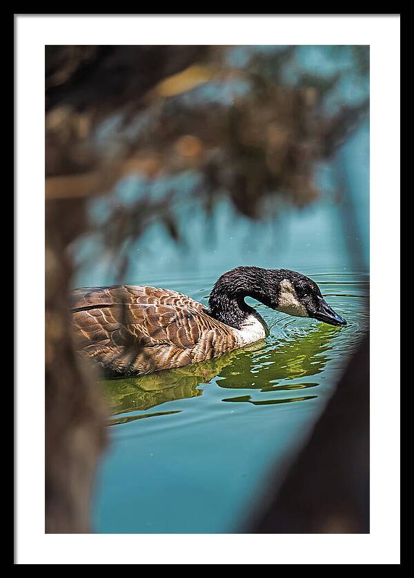 Goose Swimming in Tranquil Lake - Framed Print