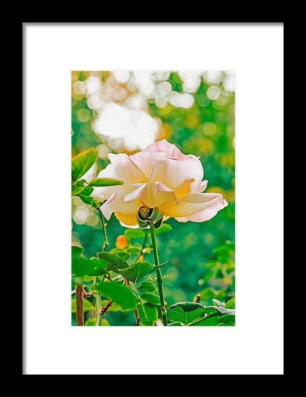Gorgeous Bright Rose During Spring - Framed Print